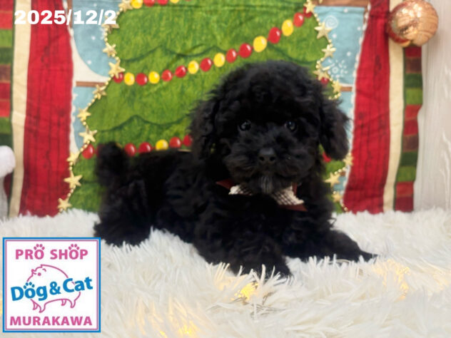 広島県のトイプードル(トイ) (アミーゴ大町店/2025年9月9日生まれ/女の子/ブラック)の子犬の1枚目の画像