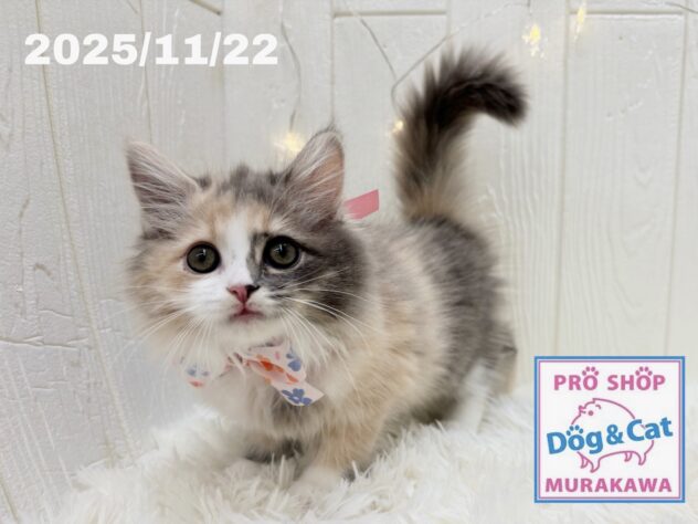 広島県のサイベリアン (アミーゴ大町店/2025年8月21日生まれ/女の子/ダイリュートキャリコ)の子猫の2枚目の画像