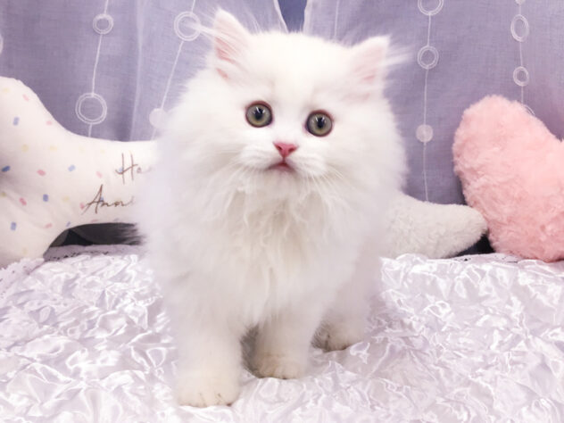 愛知県のミヌエット (アミーゴ知立店/2025年9月8日生まれ/男の子/カメオタビー)の子猫