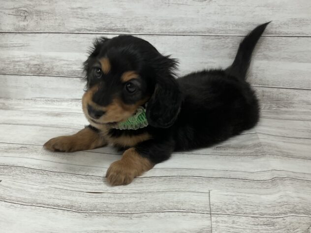 福島県のミニチュアダックスフンド(ロング) (アミーゴ小名浜店/2025年9月9日生まれ/男の子/ブラックタン)の子犬