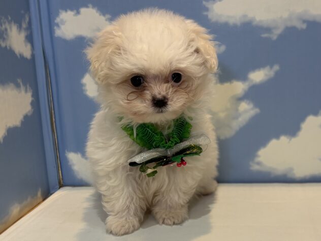 山形県のハーフ犬・ミックス犬 (アミーゴ山形南店/2025年9月7日生まれ/男の子/ホワイト)の子犬の1枚目の画像