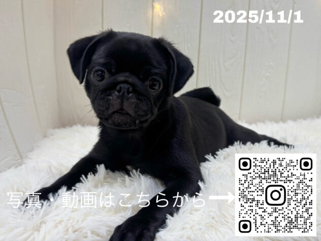 広島県のパグ (アミーゴ大町店/2025年7月31日生まれ/女の子/ブラック)の子犬の3枚目の画像