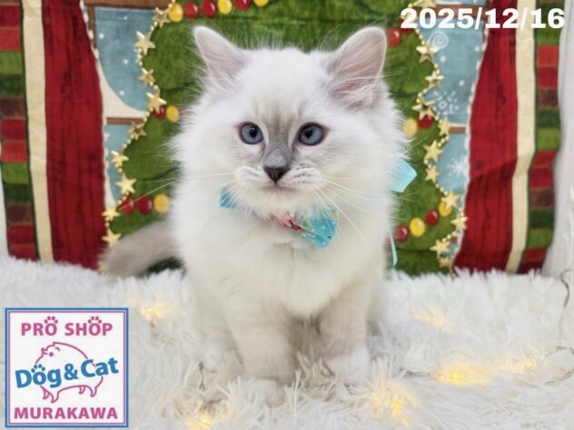 広島県のラグドール (アミーゴ大町店/2025年10月2日生まれ/女の子/ブルーリンクスポイントミテッド)の子猫の1枚目の画像