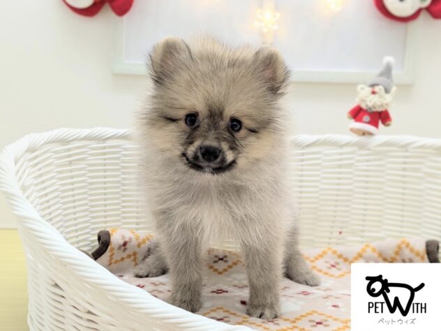 福島県のポメラニアン (アミーゴ会津若松店/2025年9月16日生まれ/女の子/ウルフセーブル)の子犬