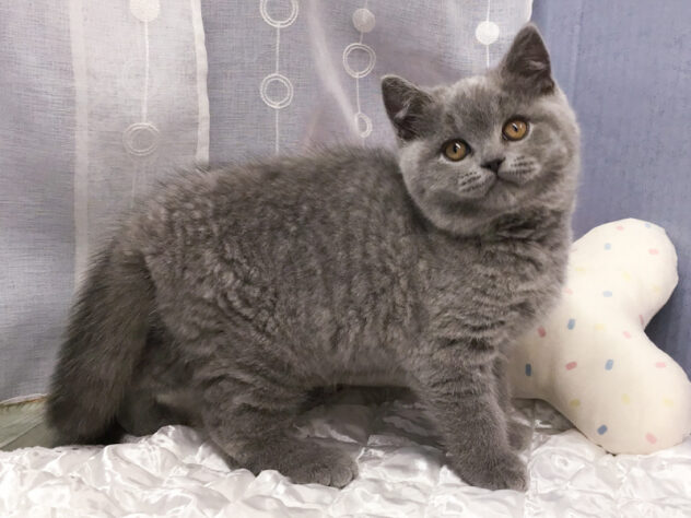 愛知県のブリティッシュショートヘアー (アミーゴ知立店/2025年9月26日生まれ/男の子/ブルー)の子猫の2枚目の画像