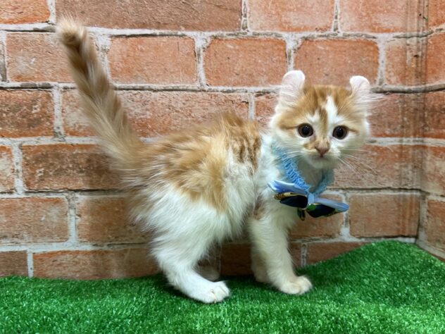 山形県のハーフ猫・ミックス猫 (アミーゴ山形南店/2025年8月26日生まれ/男の子/レッドタビーホワイト)の子猫の3枚目の画像