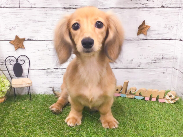 愛知県のカニンヘンダックスフンド(ロング) (アミーゴ知立店/2025年7月1日生まれ/女の子/シェーデットイエロー)の子犬の1枚目の画像