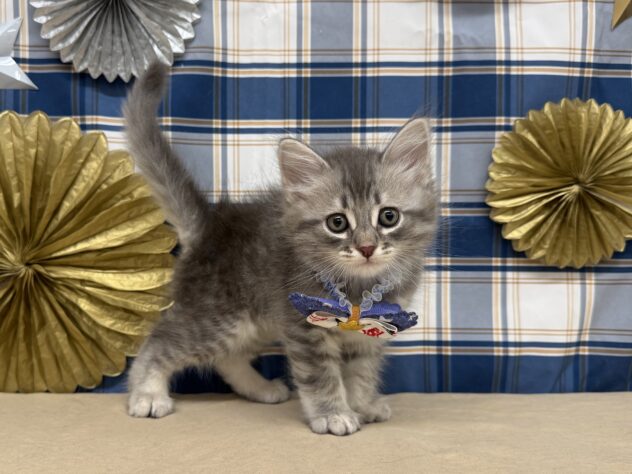 山形県のサイベリアン (アミーゴ酒田店/2025年9月8日生まれ/男の子/ブルータビー)の子猫の2枚目の画像