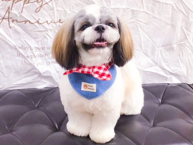 愛知県のシーズー (アミーゴ知立店/2025年1月19日生まれ/男の子/ゴールドホワイト)の子犬の1枚目の画像