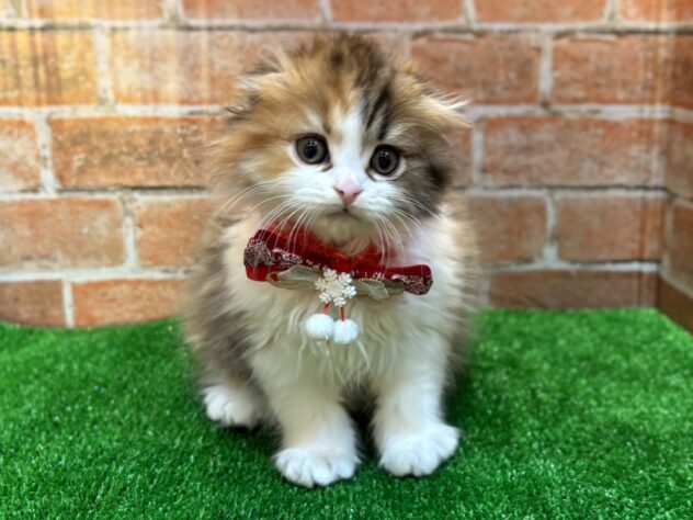 山形県のスコティッシュフォールド (アミーゴ山形南店/2025年9月2日生まれ/女の子/キャリコ)の子猫の1枚目の画像