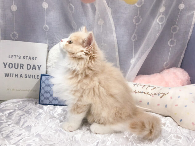 愛知県のスコティッシュフォールド (アミーゴ知立店/2025年9月4日生まれ/男の子/クリームタビーホワイト)の子猫の3枚目の画像