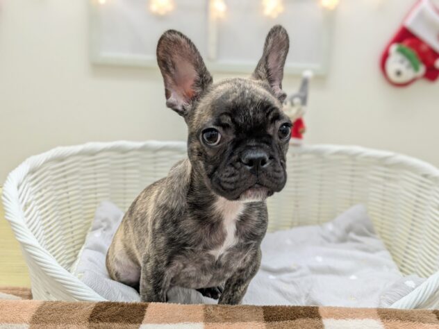 福島県のフレンチブルドッグ (アミーゴ会津若松店/2025年8月13日生まれ/女の子/ブリンドル)の子犬の2枚目の画像