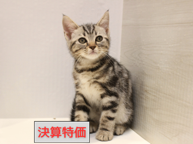 大阪府のアメリカンショートヘアー (ペット・プラザ アミーゴ箕面店/2025年8月23日生まれ/男の子/シルバータビー)の子猫の1枚目の画像