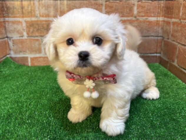 山形県のハーフ犬・ミックス犬 (アミーゴ山形南店/2025年9月2日生まれ/女の子/ホワイト)の子犬