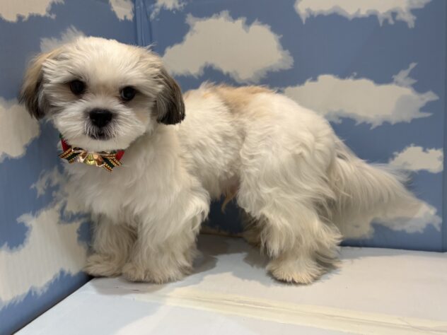 山形県のハーフ犬・ミックス犬 (アミーゴ山形南店/2025年6月10日生まれ/男の子/ホワイトブラウン)の子犬の3枚目の画像