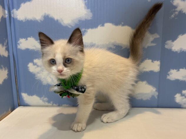 山形県のラグドール (アミーゴ山形南店/2025年9月8日生まれ/男の子/シールポイントバイカラー)の子猫の2枚目の画像