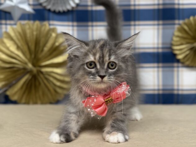 山形県のサイベリアン (アミーゴ酒田店/2025年9月12日生まれ/女の子/ブルーパッチドタビーホワイト)の子猫の1枚目の画像