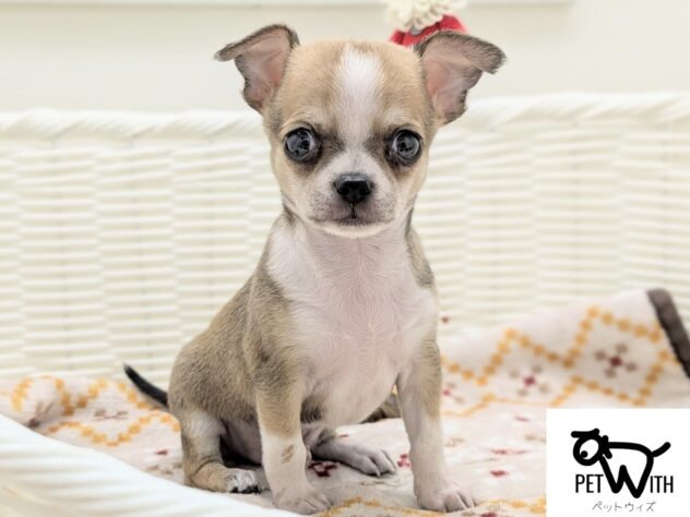 福島県のチワワ(ロング) (アミーゴ会津若松店/2025年9月17日生まれ/男の子/フォーン)の子犬