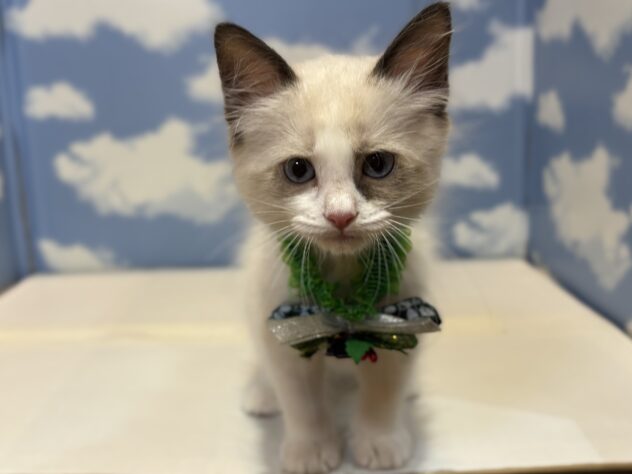 山形県のラグドール (アミーゴ山形南店/2025年9月8日生まれ/男の子/シールポイントバイカラー)の子猫の1枚目の画像