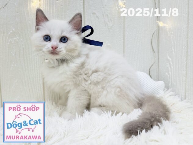 広島県のラグドール (アミーゴ大町店/2025年9月6日生まれ/男の子/ブルーポイントバイカラー)の子猫の2枚目の画像