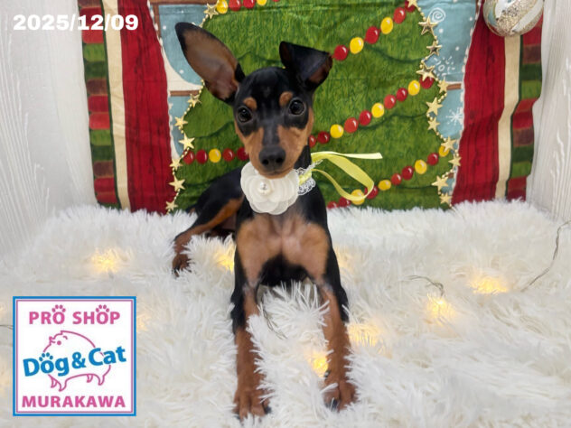 広島県のミニチュアピンシャー (アミーゴ大町店/2025年7月20日生まれ/女の子/ブラックタン)の子犬の1枚目の画像
