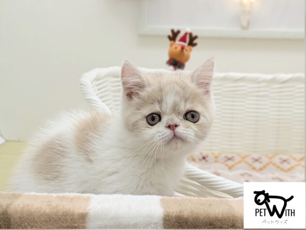 福島県のエキゾチックショートヘアー (アミーゴ会津若松店/2025年9月10日生まれ/男の子/クリームタビーホワイト)の子猫