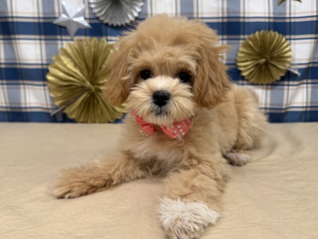 山形県のハーフ犬・ミックス犬 (アミーゴ酒田店/2025年7月18日生まれ/女の子/アプリコット)の子犬の1枚目の画像