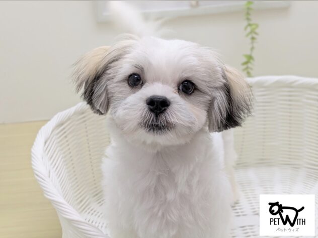 福島県のハーフ犬・ミックス犬 (アミーゴ会津若松店/2025年6月10日生まれ/男の子/ホワイトブラウン)の子犬の1枚目の画像