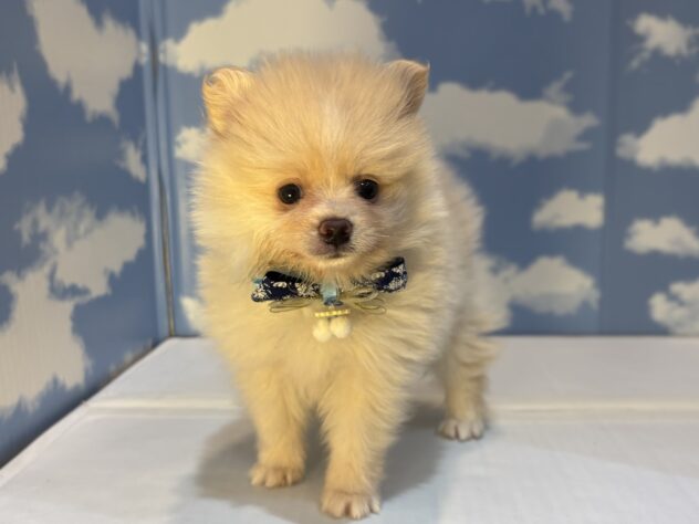 山形県のポメラニアン (アミーゴ山形南店/2025年9月7日生まれ/男の子/クリーム)の子犬