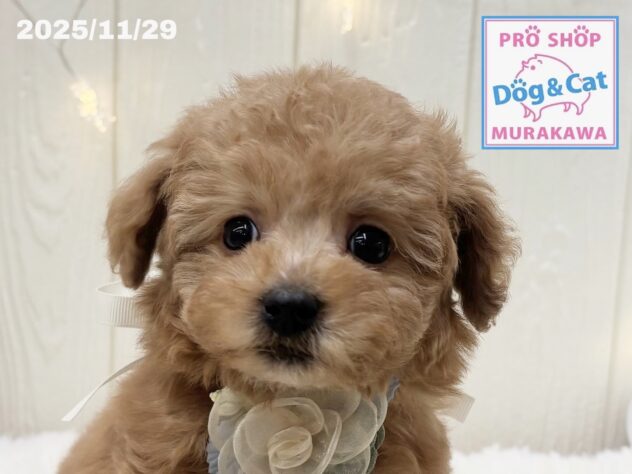 広島県のトイプードル(トイ) (アミーゴ大町店/2025年9月30日生まれ/男の子/オレンジフォーン)の子犬の1枚目の画像