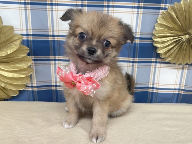 山形県のハーフ犬・ミックス犬 (アミーゴ酒田店/2025年9月22日生まれ/女の子/オレンジ)の子犬