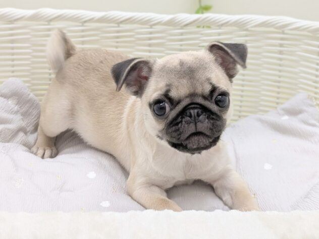 福島県のパグ (アミーゴ会津若松店/2025年8月2日生まれ/女の子/フォーン)の子犬の2枚目の画像