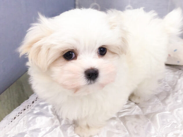 愛知県のマルチーズ (アミーゴ知立店/2025年9月13日生まれ/女の子/ホワイト)の子犬の3枚目の画像