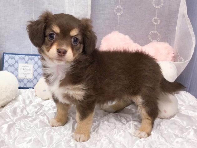 愛知県のハーフ犬・ミックス犬 (アミーゴ知立店/2025年9月27日生まれ/女の子/チョコレートタン)の子犬の2枚目の画像