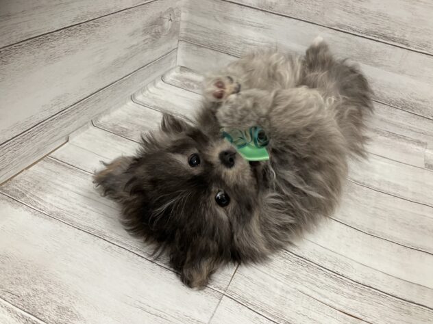 福島県のハーフ犬・ミックス犬 (アミーゴ小名浜店/2025年8月25日生まれ/男の子/フォーンセーブル)の子犬の2枚目の画像