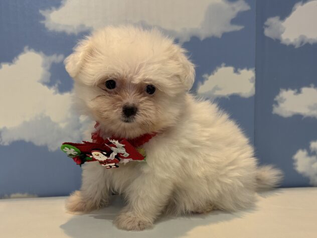 山形県のハーフ犬・ミックス犬 (アミーゴ山形南店/2025年9月7日生まれ/女の子/ホワイト)の子犬の2枚目の画像