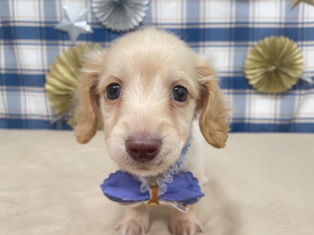 山形県のミニチュアダックスフンド(ロング) (アミーゴ酒田店/2025年9月23日生まれ/男の子/イエロー)の子犬の2枚目の画像