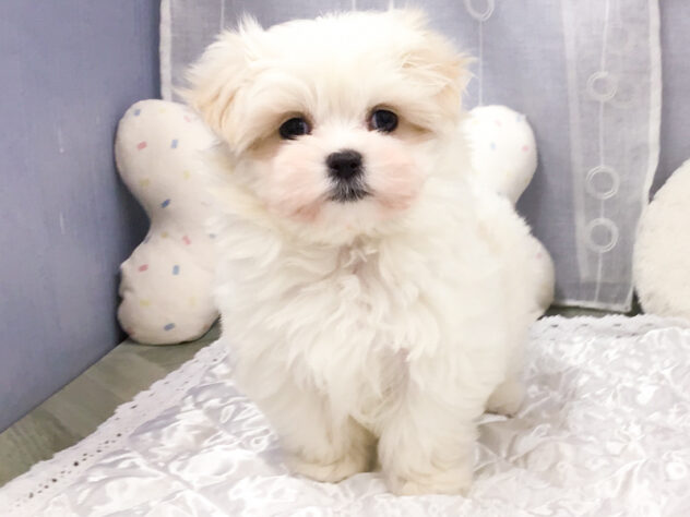 愛知県のマルチーズ (アミーゴ知立店/2025年9月13日生まれ/女の子/ホワイト)の子犬の1枚目の画像