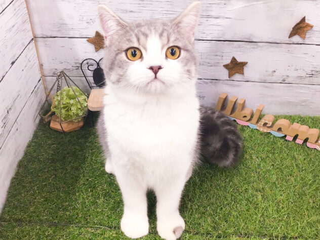 愛知県のスコティッシュフォールド (アミーゴ知立店/2025年5月2日生まれ/男の子/シルバータビーホワイト)の子猫の2枚目の画像