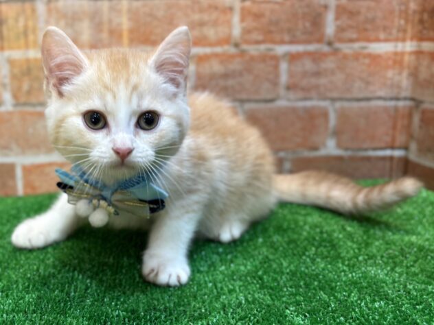 山形県のスコティッシュフォールド (アミーゴ山形南店/2025年8月31日生まれ/男の子/レッドタビーホワイト)の子猫の2枚目の画像