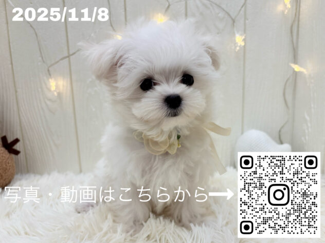 広島県のマルチーズ (アミーゴ大町店/2025年8月16日生まれ/男の子/ホワイト)の子犬の3枚目の画像