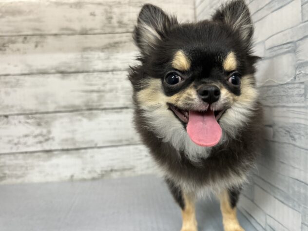 広島県のチワワ(ロング) (アミーゴ多治米店/2025年6月28日生まれ/男の子/ブラッククリームホワイト)の子犬