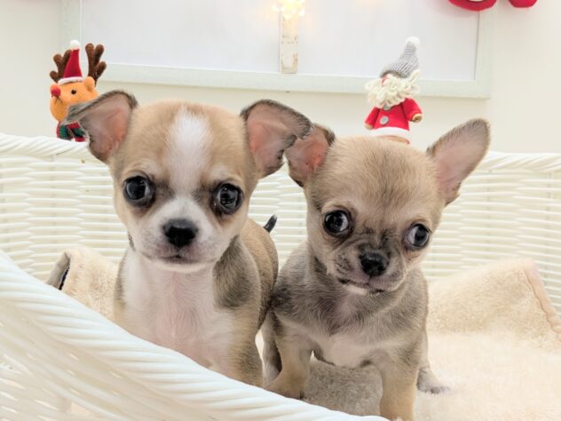 福島県のチワワ(ロング) (アミーゴ会津若松店/2025年9月17日生まれ/男の子/フォーン)の子犬の2枚目の画像