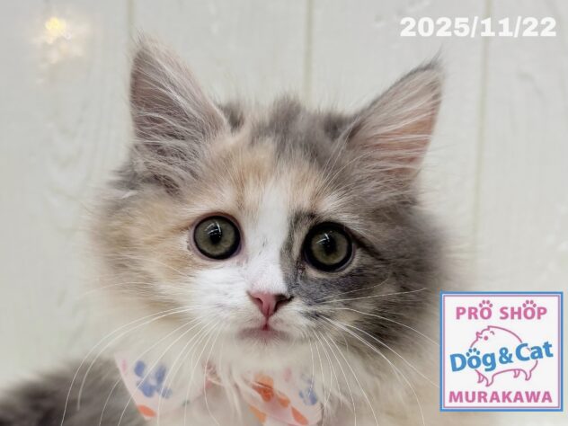 広島県のサイベリアン (アミーゴ大町店/2025年8月21日生まれ/女の子/ダイリュートキャリコ)の子猫の1枚目の画像