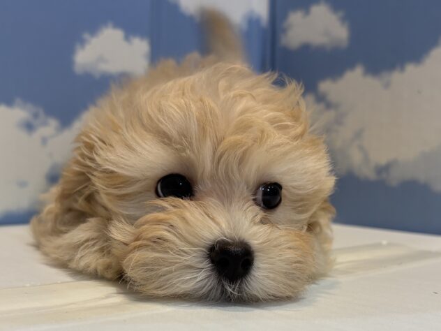 山形県のハーフ犬・ミックス犬 (アミーゴ山形南店/2025年9月1日生まれ/男の子/クリーム)の子犬の2枚目の画像