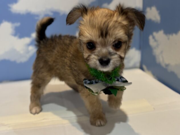 山形県のハーフ犬・ミックス犬 (アミーゴ山形南店/2025年9月4日生まれ/男の子/フォーン)の子犬の1枚目の画像