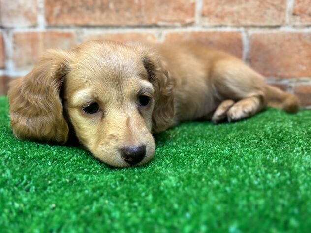 山形県のミニチュアダックスフンド(ロング) (アミーゴ山形南店/2025年9月14日生まれ/女の子/ゴールド)の子犬の1枚目の画像