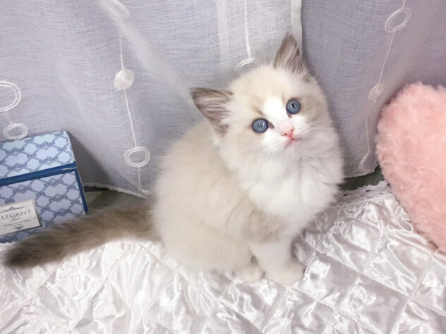 愛知県のラグドール (アミーゴ知立店/2025年10月1日生まれ/女の子/ブルーポイントバイカラー)の子猫の3枚目の画像