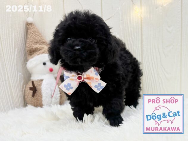 広島県のトイプードル(トイ) (アミーゴ大町店/2025年9月9日生まれ/女の子/ブラック)の子犬の2枚目の画像