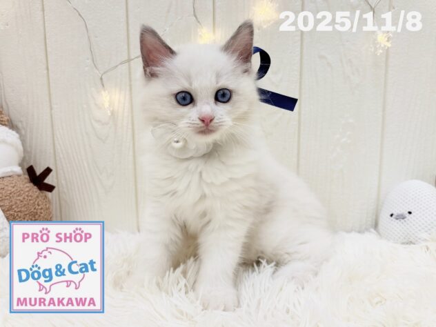 広島県のラグドール (アミーゴ大町店/2025年9月6日生まれ/男の子/ブルーポイントバイカラー)の子猫の2枚目の画像